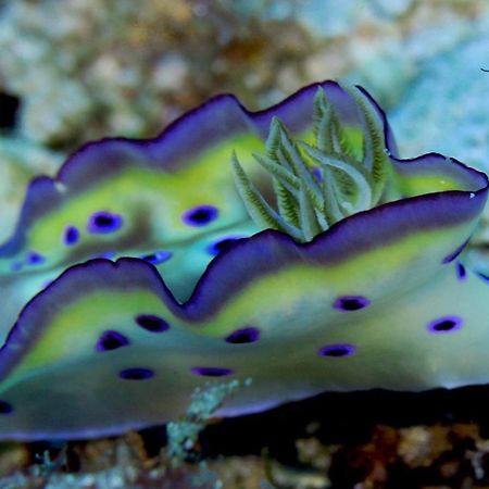 Tabari Dive Lodge Pulau Mansuar 外观 照片