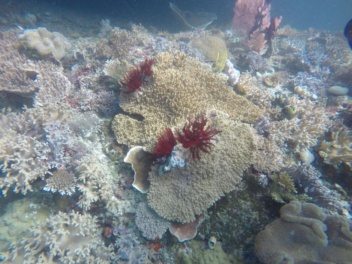 Tabari Dive Lodge Pulau Mansuar 外观 照片