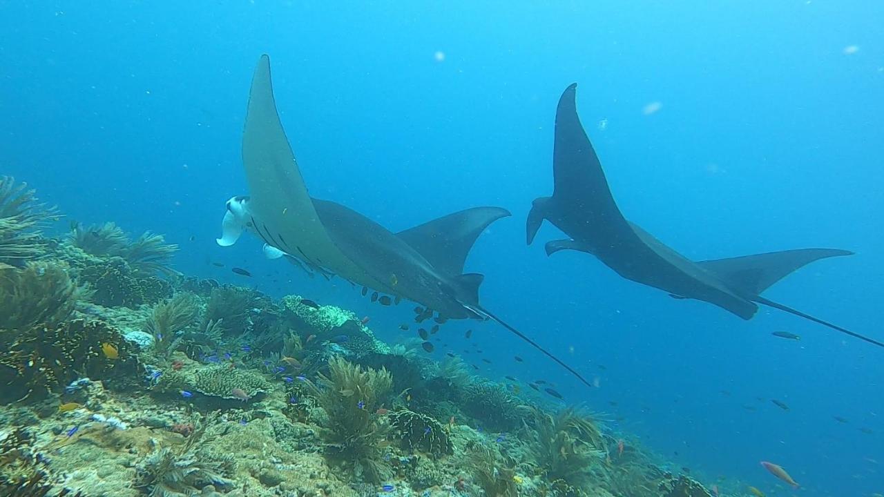 Tabari Dive Lodge Pulau Mansuar 外观 照片