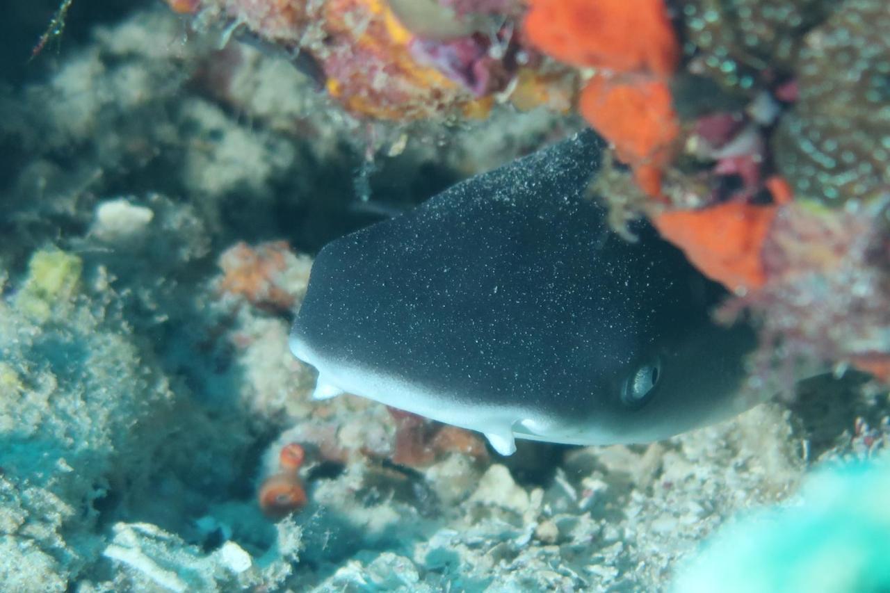 Tabari Dive Lodge Pulau Mansuar 外观 照片