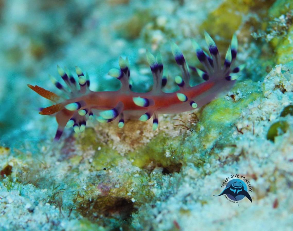 Tabari Dive Lodge Pulau Mansuar 外观 照片
