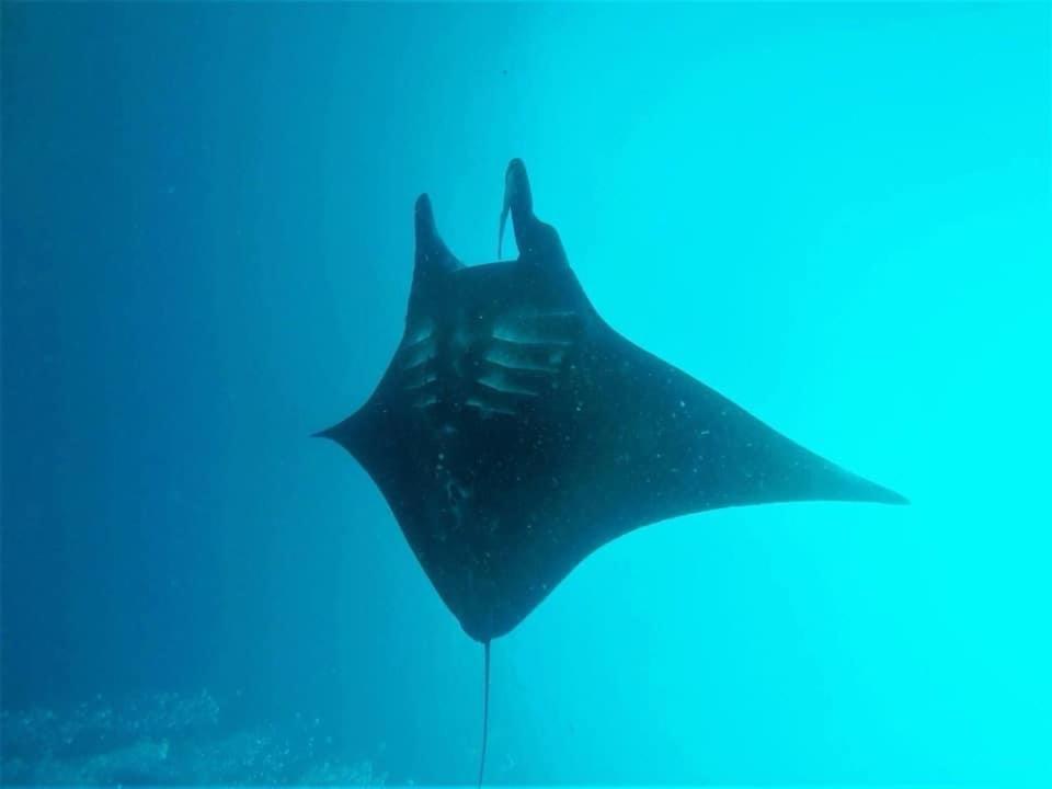 Tabari Dive Lodge Pulau Mansuar 外观 照片