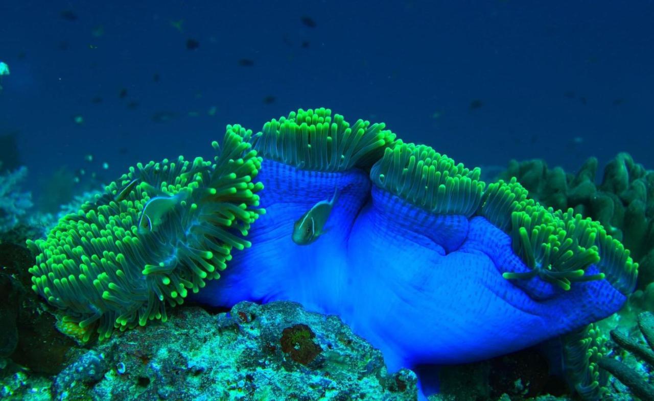 Tabari Dive Lodge Pulau Mansuar 外观 照片