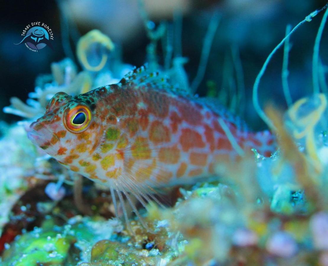 Tabari Dive Lodge Pulau Mansuar 外观 照片