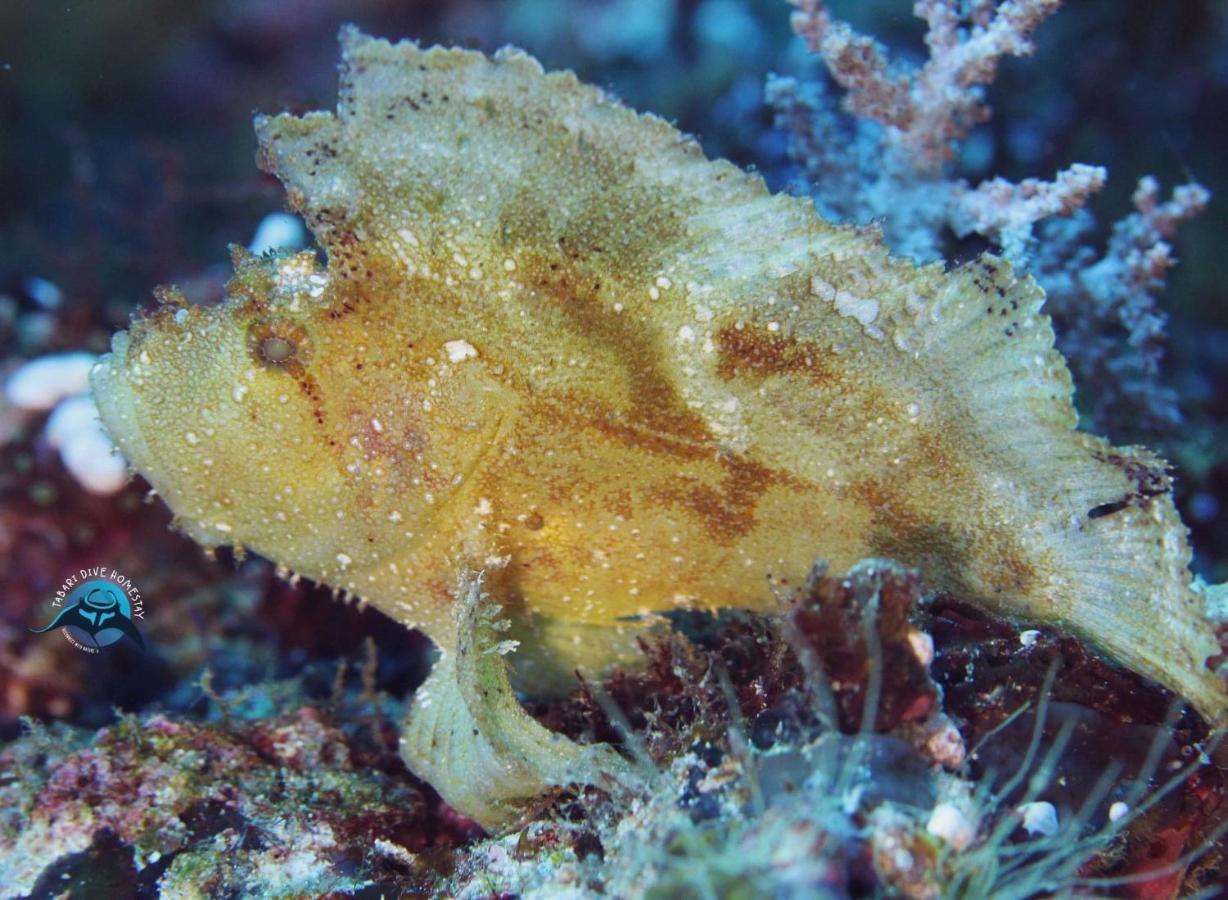 Tabari Dive Lodge Pulau Mansuar 外观 照片