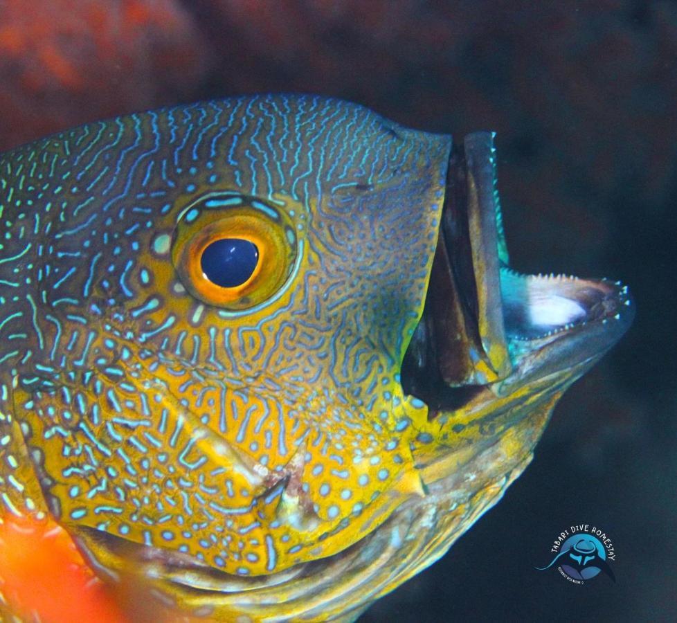 Tabari Dive Lodge Pulau Mansuar 外观 照片