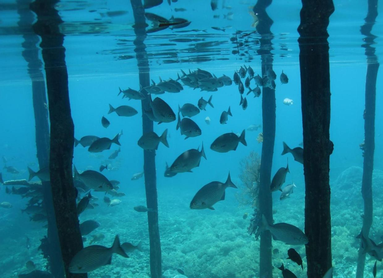 Tabari Dive Lodge Pulau Mansuar 外观 照片