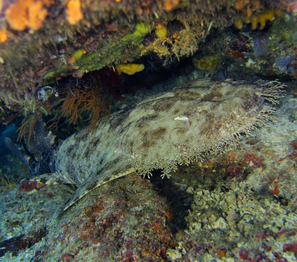 Tabari Dive Lodge Pulau Mansuar 外观 照片