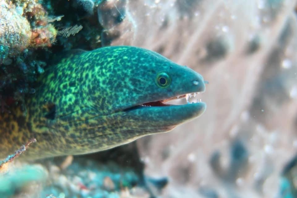 Tabari Dive Lodge Pulau Mansuar 外观 照片