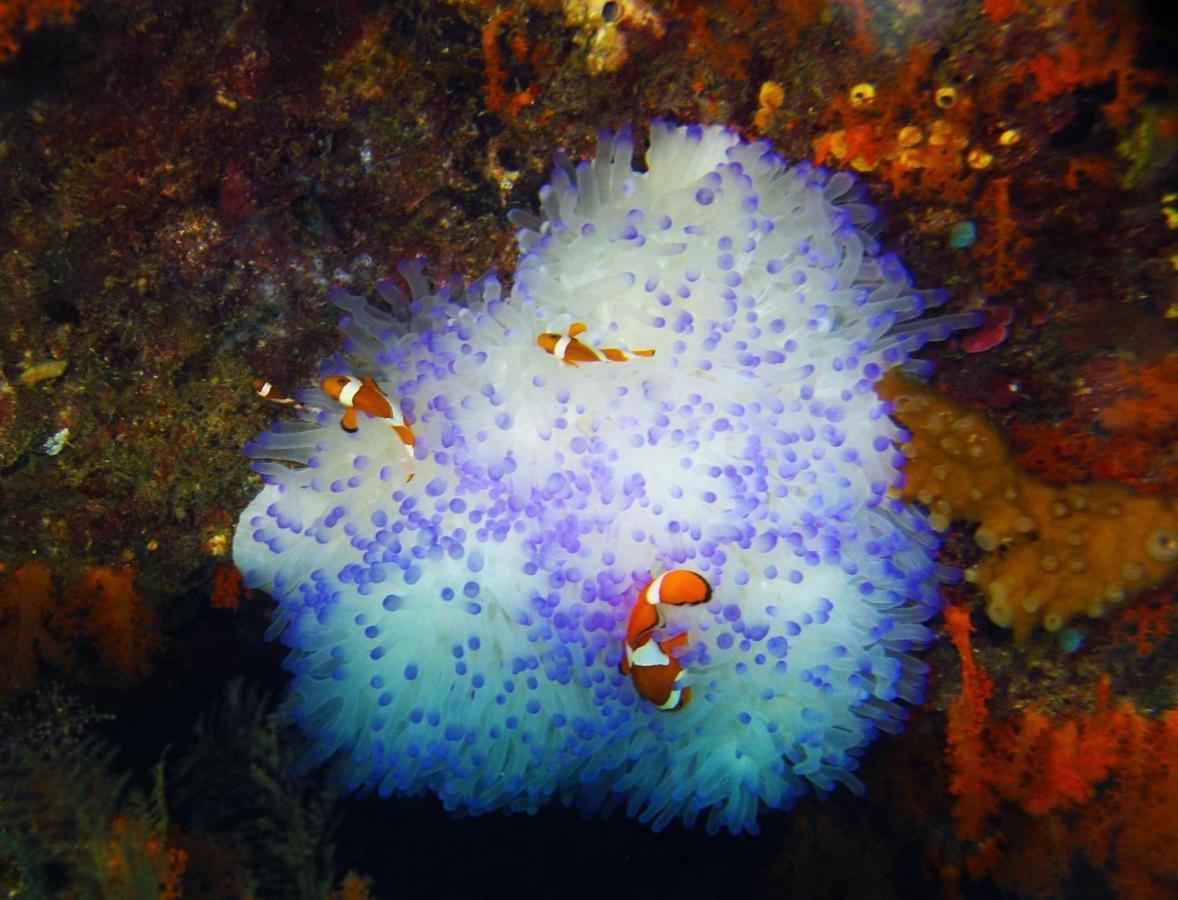 Tabari Dive Lodge Pulau Mansuar 外观 照片