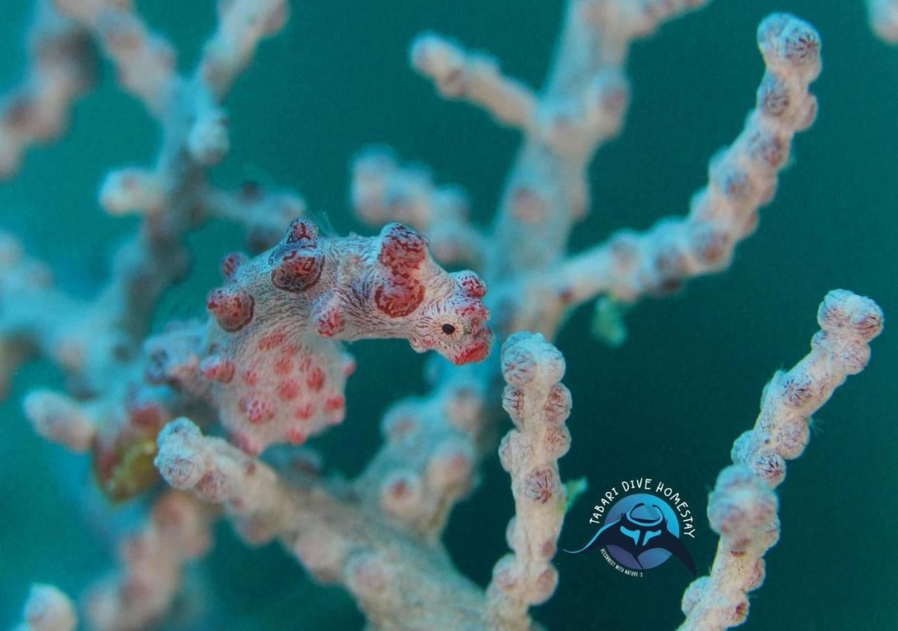 Tabari Dive Lodge Pulau Mansuar 外观 照片