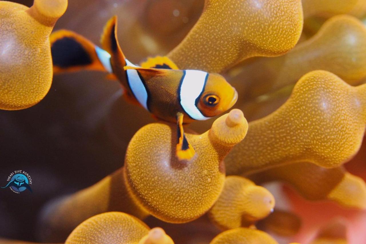 Tabari Dive Lodge Pulau Mansuar 外观 照片