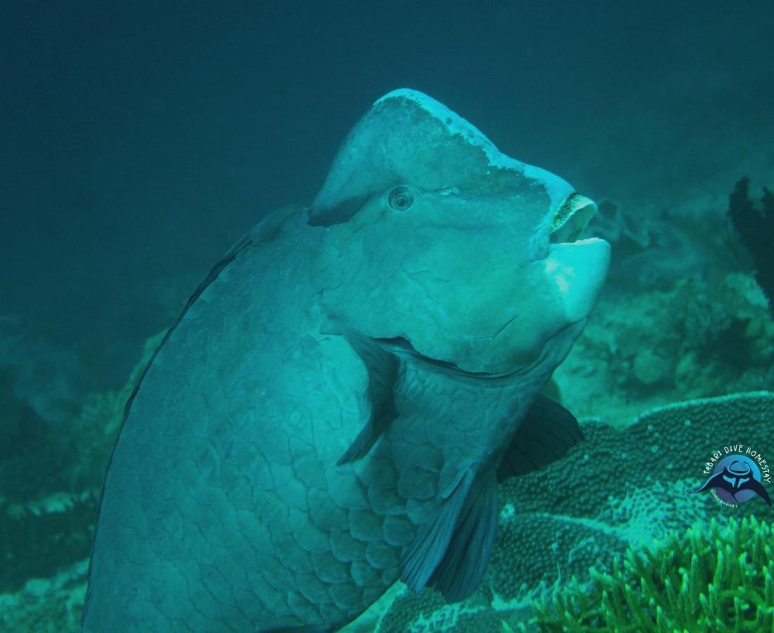 Tabari Dive Lodge Pulau Mansuar 外观 照片