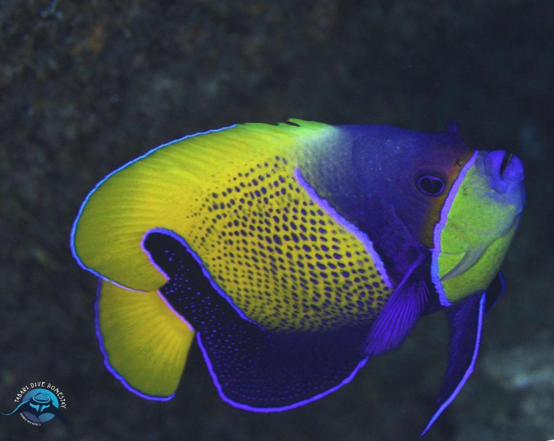 Tabari Dive Lodge Pulau Mansuar 外观 照片