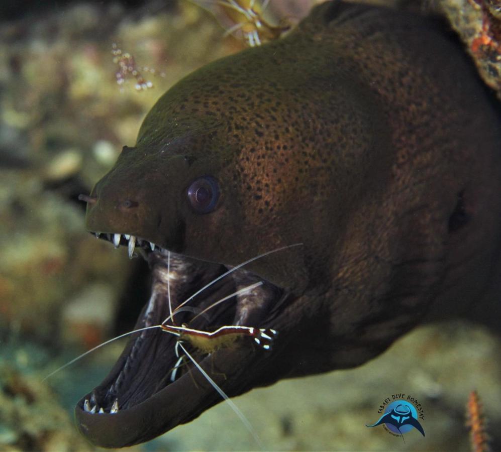 Tabari Dive Lodge Pulau Mansuar 外观 照片