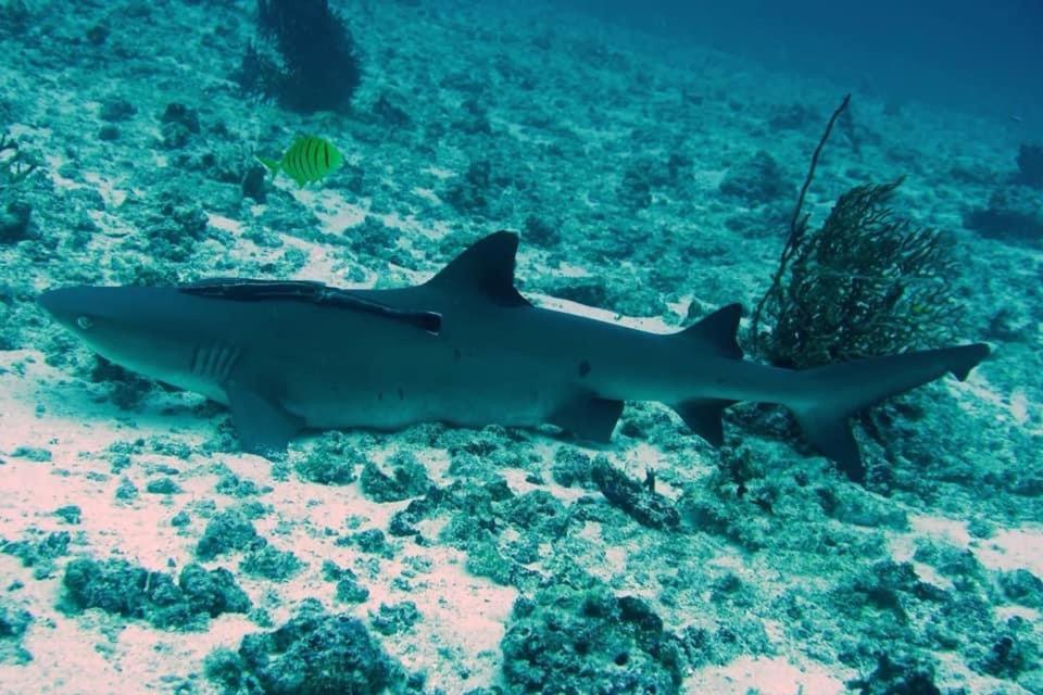Tabari Dive Lodge Pulau Mansuar 外观 照片