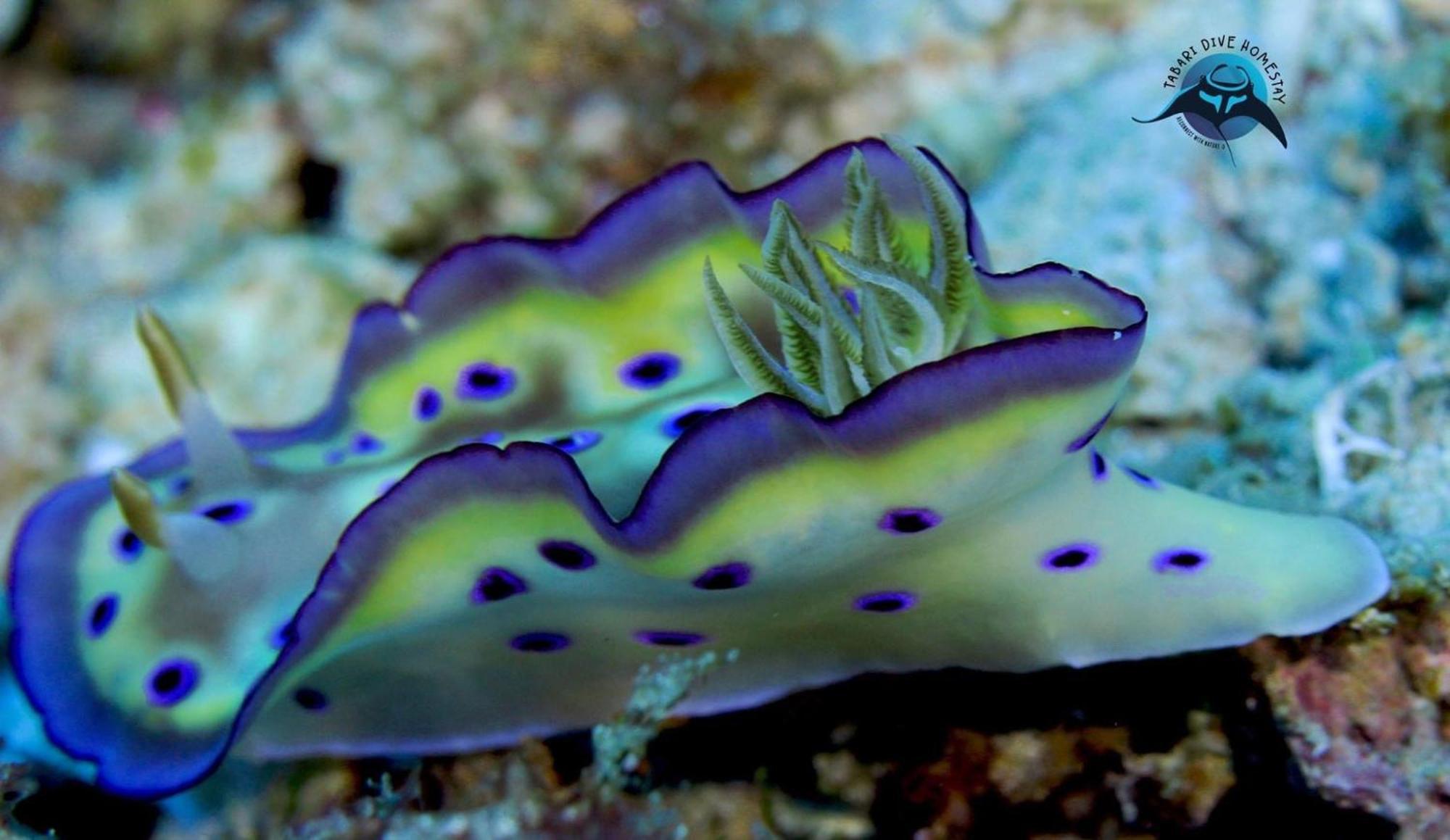Tabari Dive Lodge Pulau Mansuar 外观 照片
