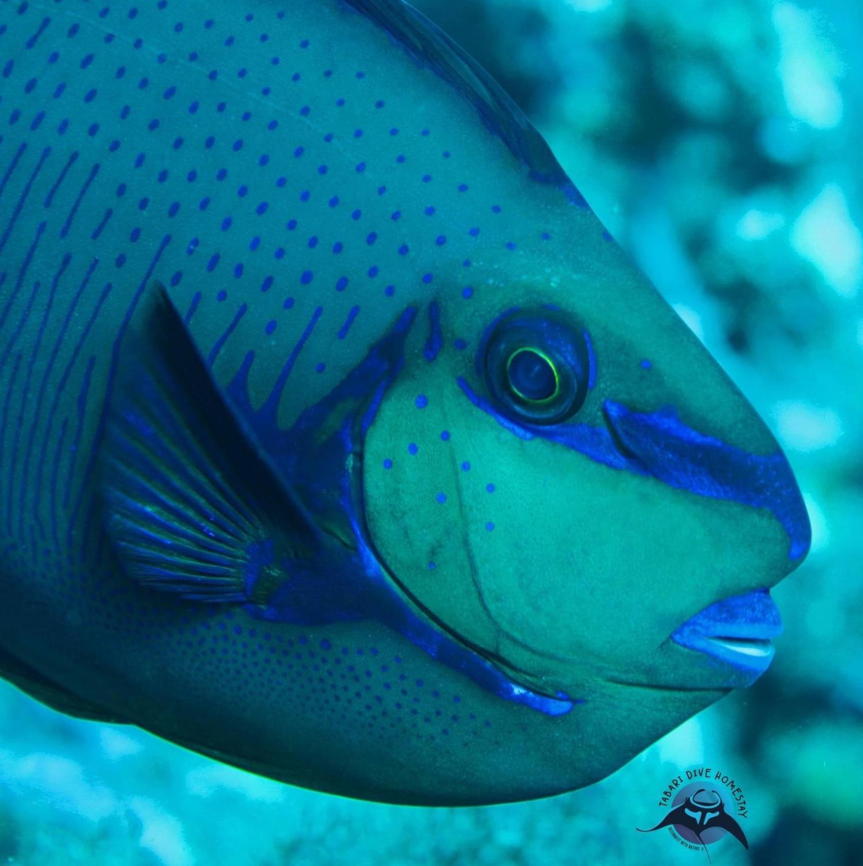 Tabari Dive Lodge Pulau Mansuar 外观 照片