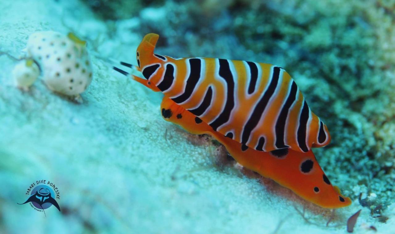 Tabari Dive Lodge Pulau Mansuar 外观 照片