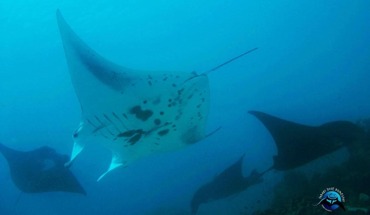 Tabari Dive Lodge Pulau Mansuar 外观 照片