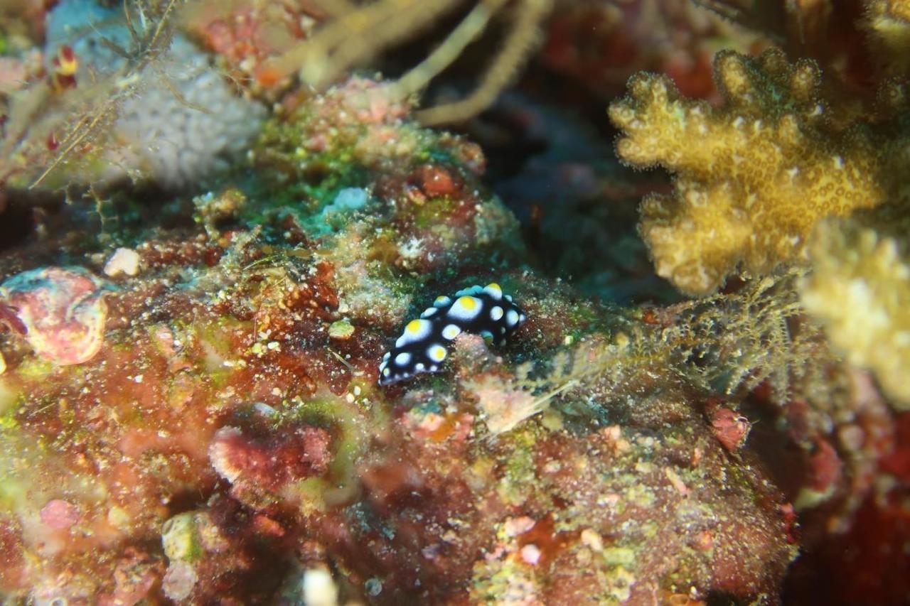 Tabari Dive Lodge Pulau Mansuar 外观 照片